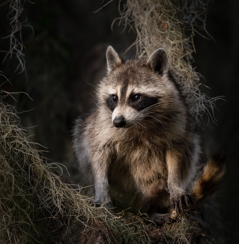 A raccoon in a tree covered in spanish moss