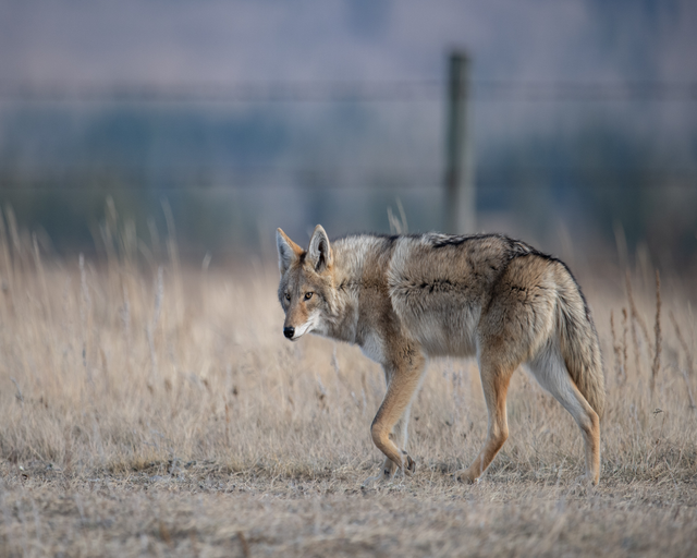 A coyote walking in a dry grass field in front of a barb wire fence