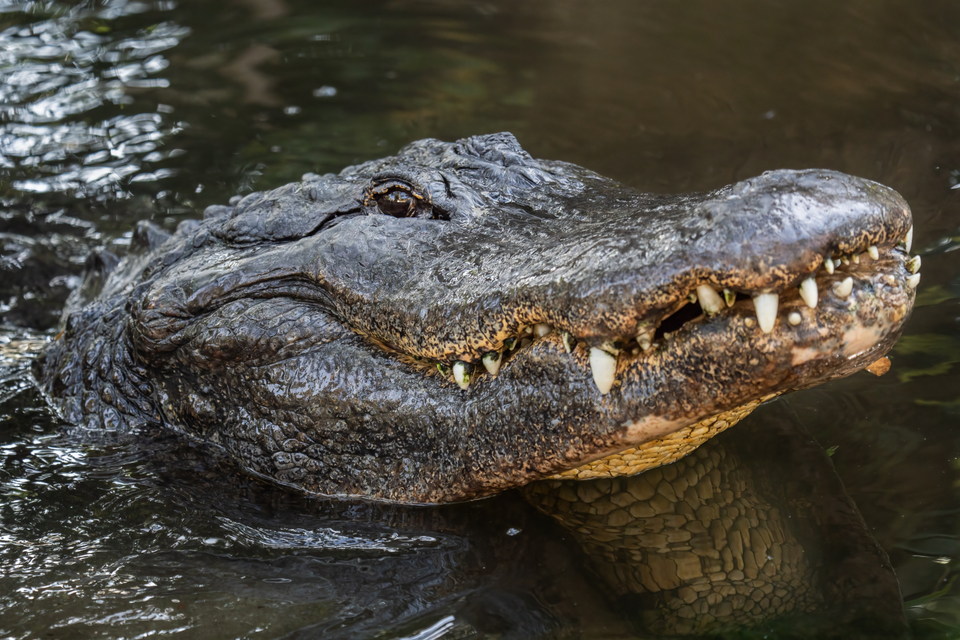 american alligator poking its head out of water