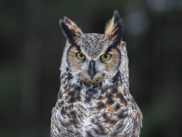 a closeup of great horned owl