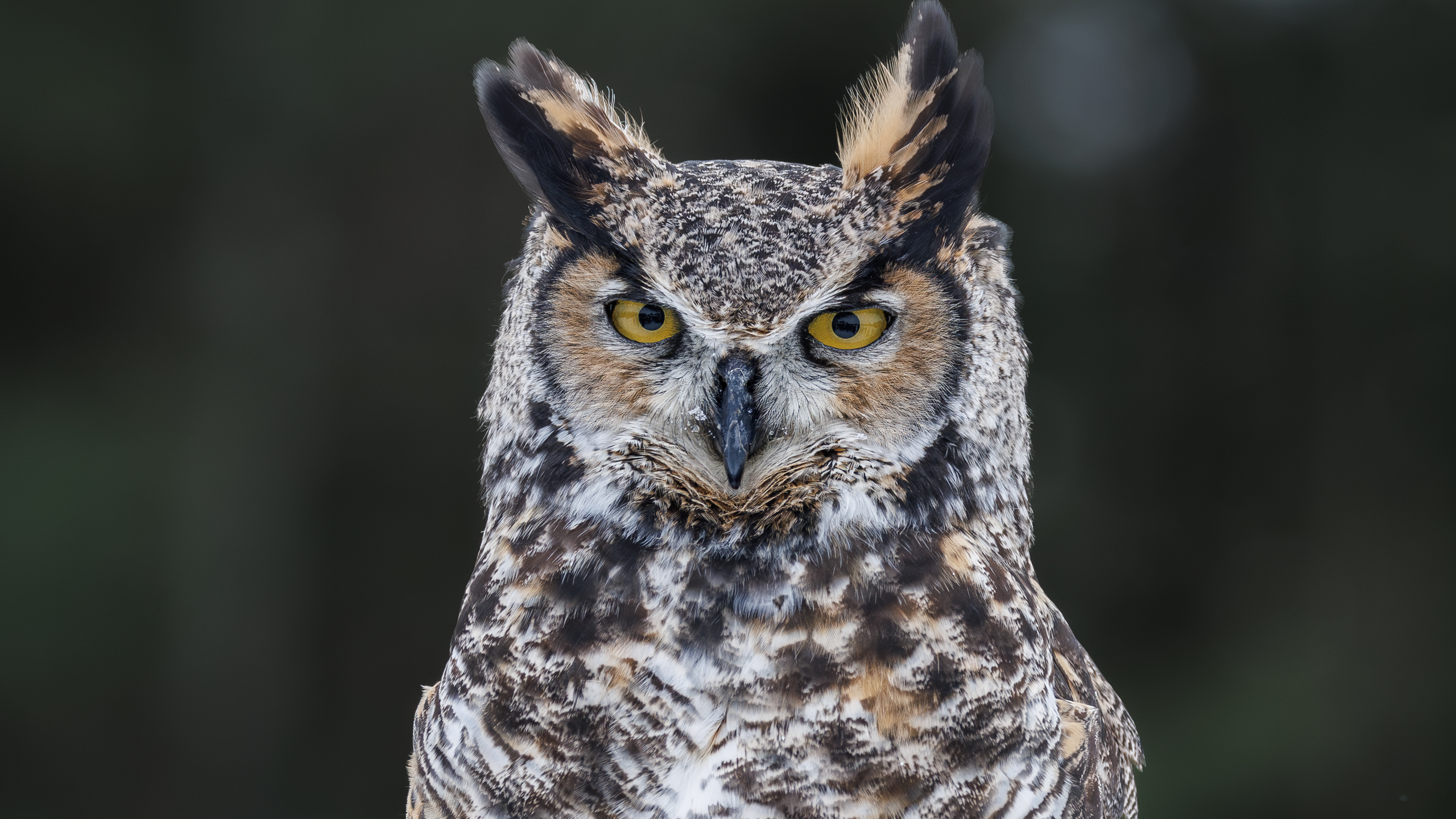 a closeup of great horned owl