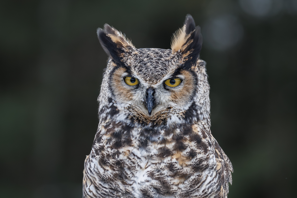 a closeup of great horned owl