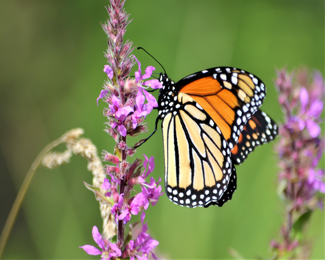 a monarch butterfly perched on pink flowers