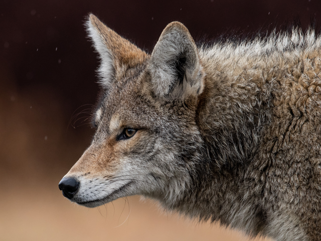 a coyote