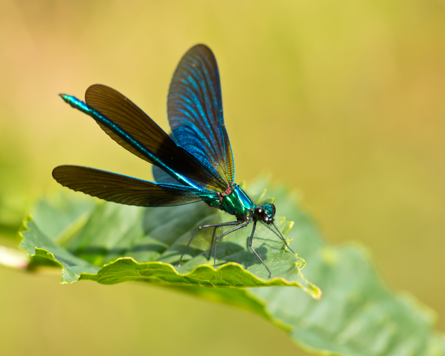 dragonfly resting on a leaf