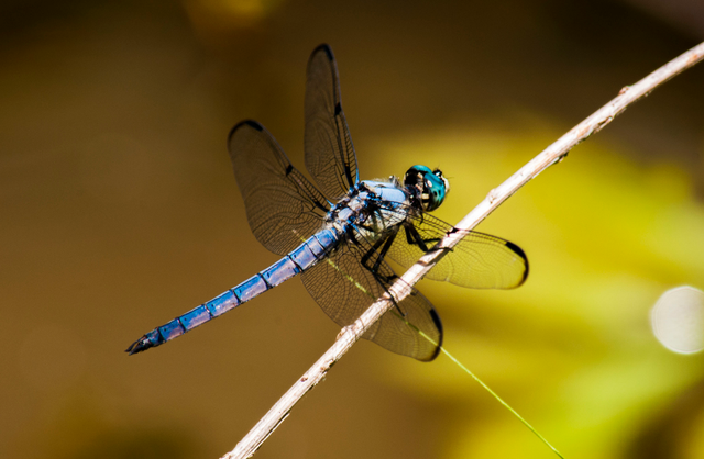 a dark blue dragonfly on a stick