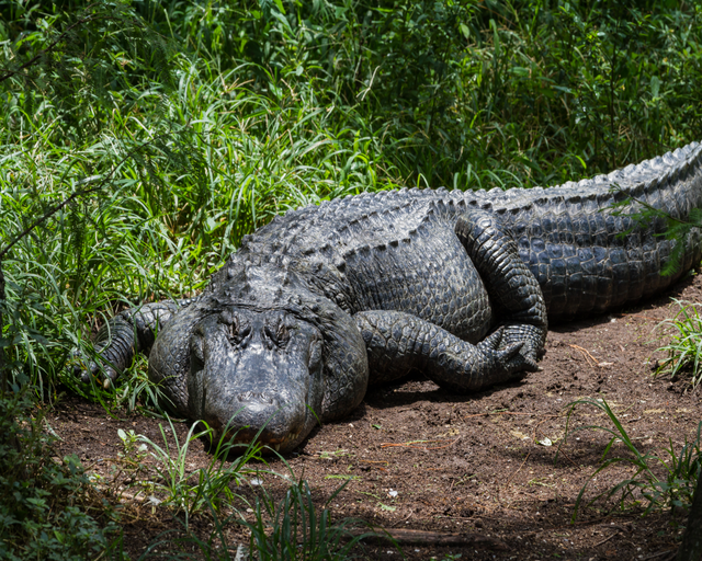 a large american alligator resting on the waters edge