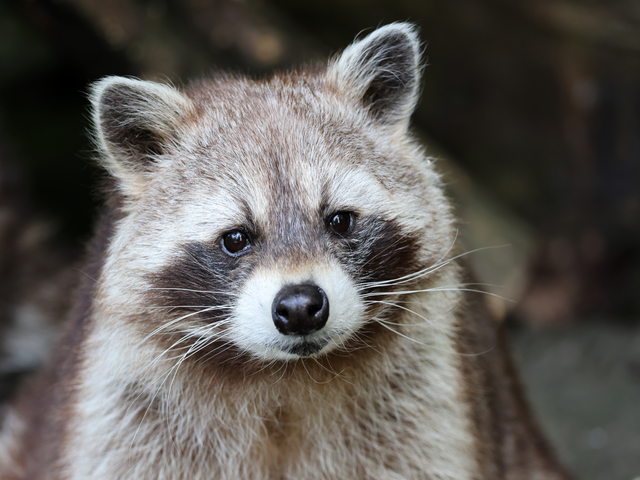 closeup of a raccoon