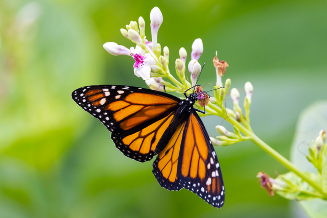 a monarch butterfly perched on white flowers