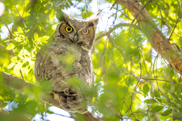 a great horned owl perched on a tree during the day